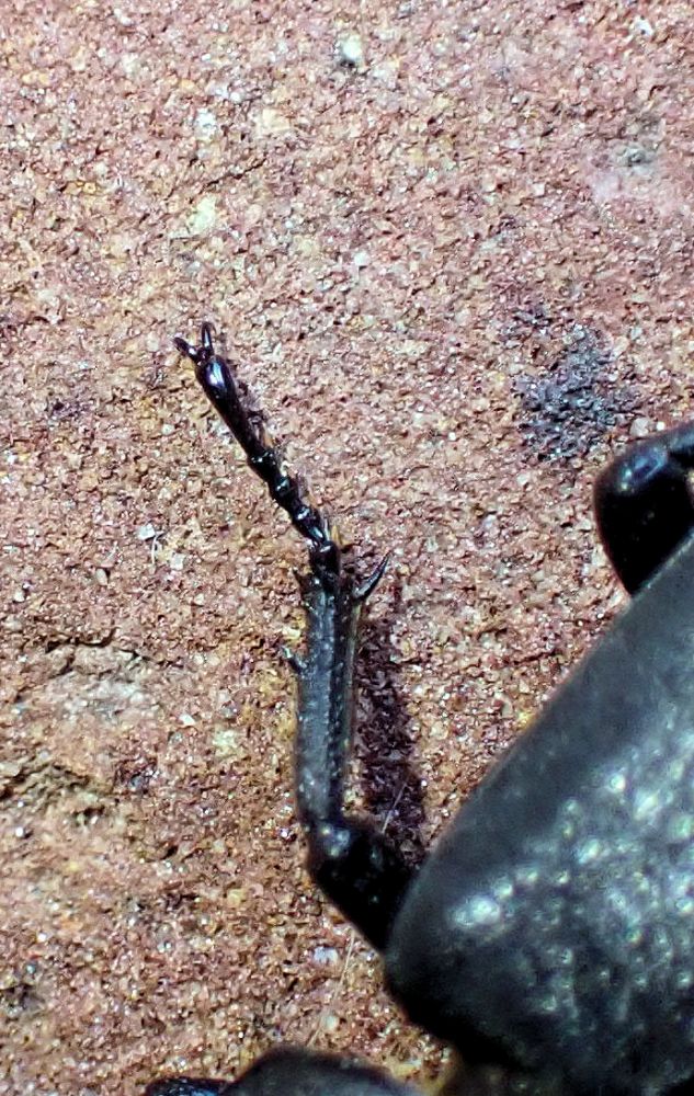 Dorcus parallelipipedus #71229