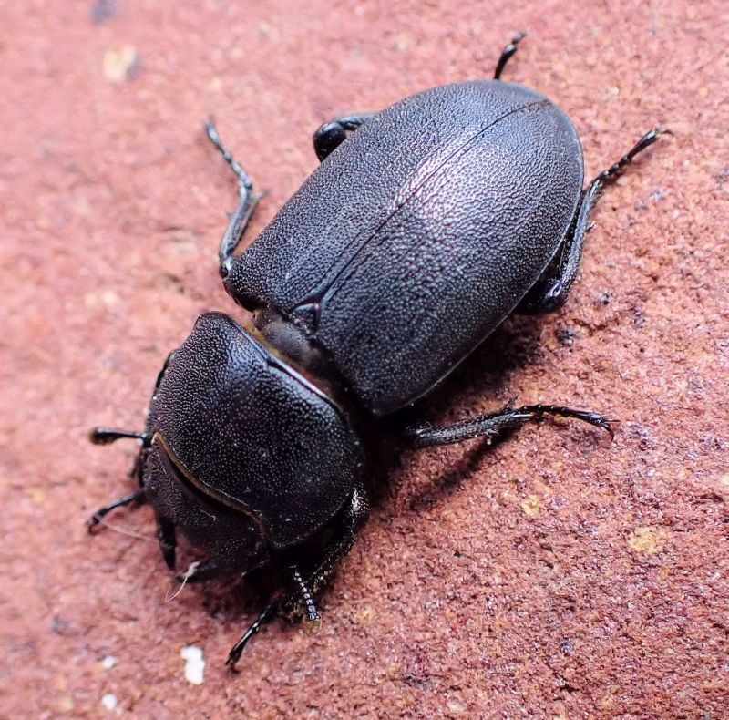 Dorcus parallelipipedus #71227