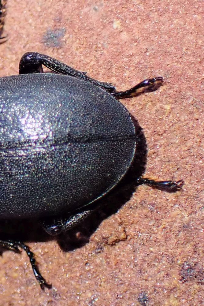 Dorcus parallelipipedus #71228