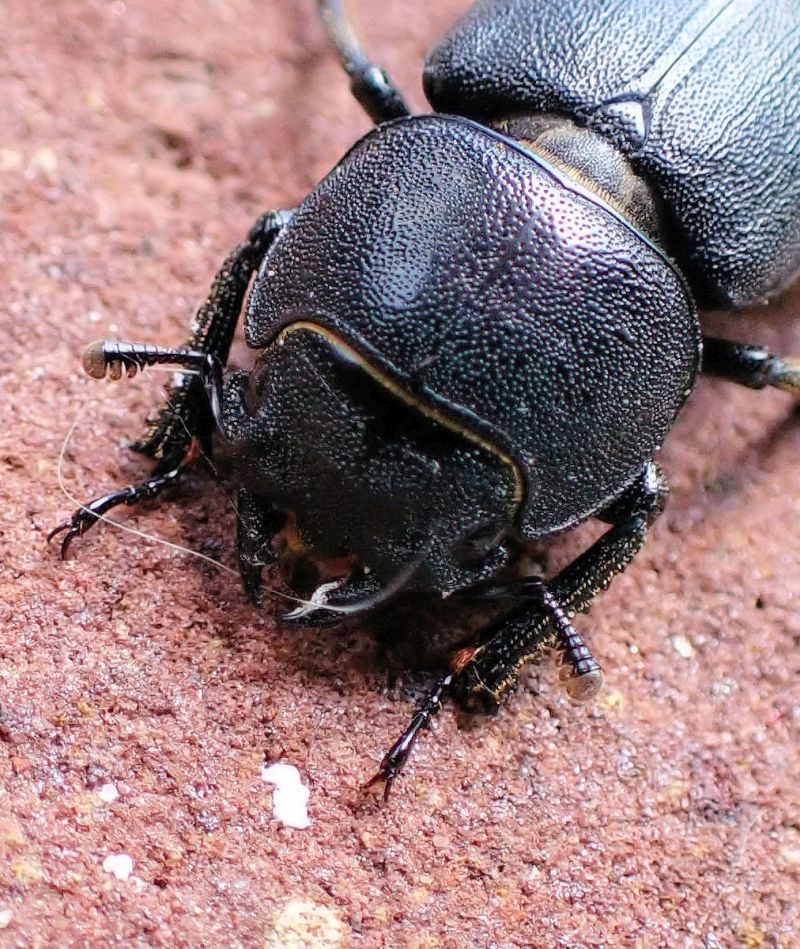 Dorcus parallelipipedus #71226