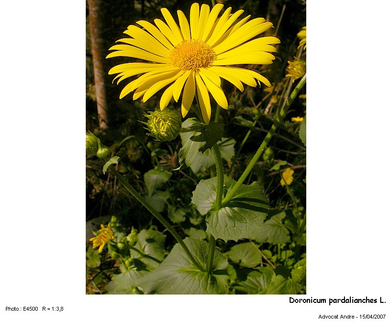 Doronicum pardalianches L. #7535