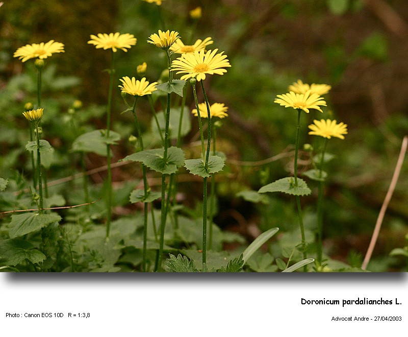 Doronicum pardalianches L. #7536