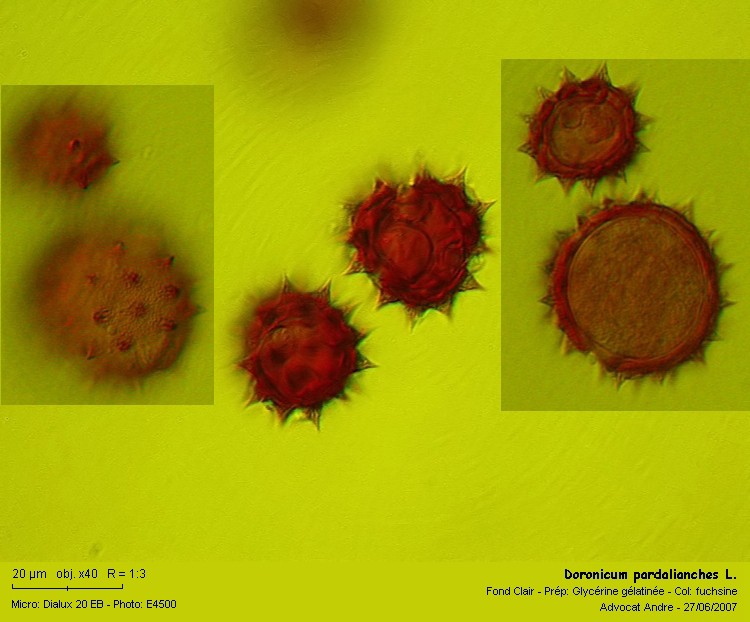 Doronicum pardalianches L. #7537