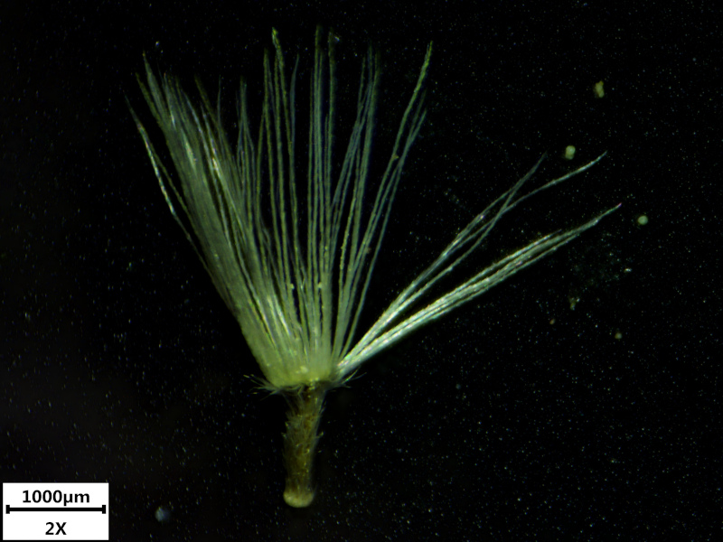 Doronicum x excelsum (N.E.Br.) Stace, 1991 #70747