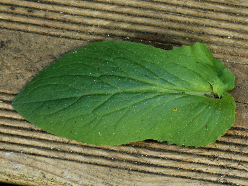 Doronicum x excelsum (N. E. Br.) Stace, 1991 #70233