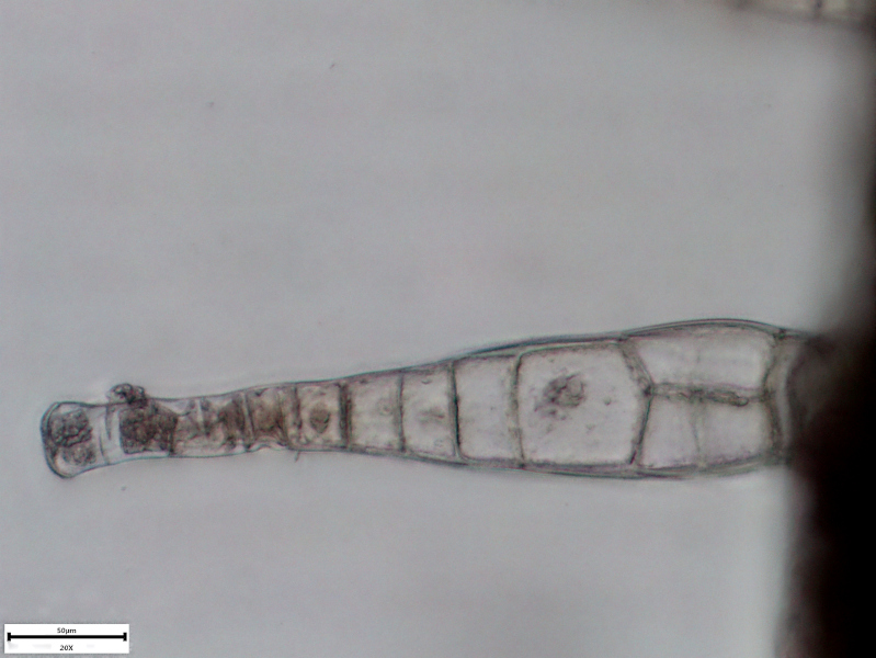 Doronicum x excelsum (N. E. Br.) Stace, 1991 #70236