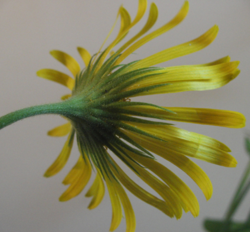 Doronicum x excelsum (N. E. Br.) Stace, 1991 #70251