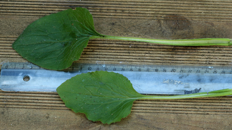 Doronicum x excelsum (N. E. Br.) Stace, 1991 #70227