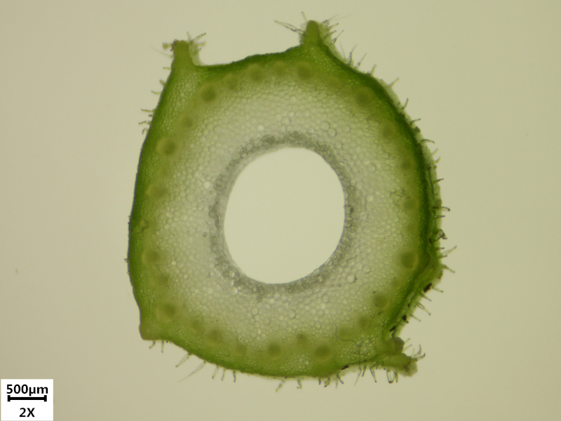 Doronicum x excelsum (N. E. Br.) Stace, 1991 #70234