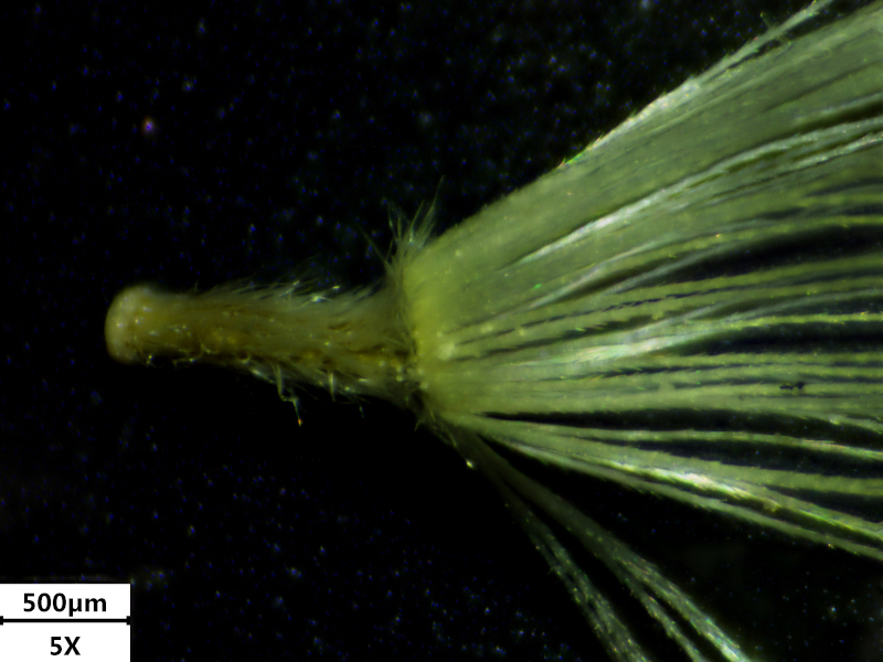 Doronicum x excelsum (N.E.Br.) Stace, 1991 #70749
