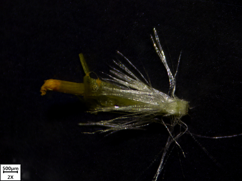 Doronicum x excelsum (N. E. Br.) Stace, 1991 #70244
