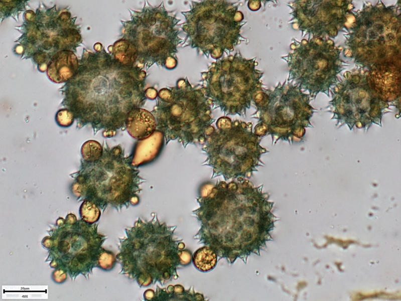 Doronicum x excelsum (N.E.Br.) Stace, 1991 - pollen #70248