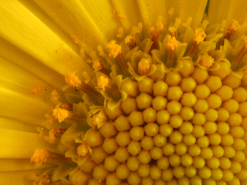 Doronicum x excelsum (N. E. Br.) Stace, 1991 #70240