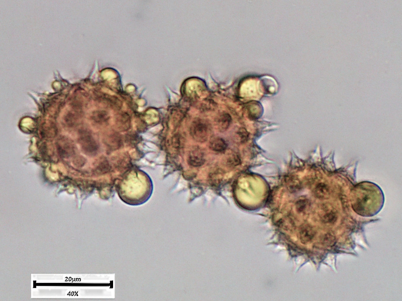 Doronicum x excelsum (N.E.Br.) Stace, 1991 - pollen #70250