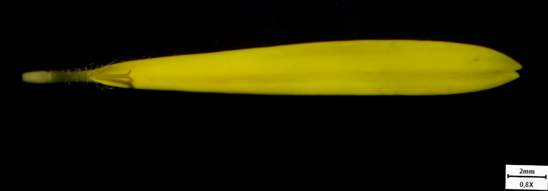 Doronicum x excelsum (N. E. Br.) Stace, 1991 #70241