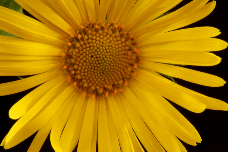 Doronicum x excelsum (N. E. Br.) Stace, 1991 #70239
