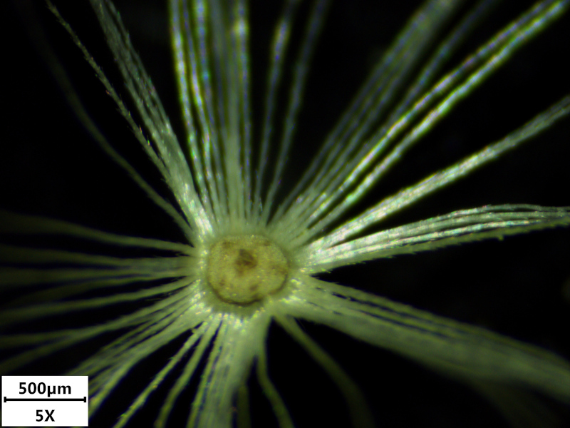 Doronicum x excelsum (N.E.Br.) Stace, 1991 #70750
