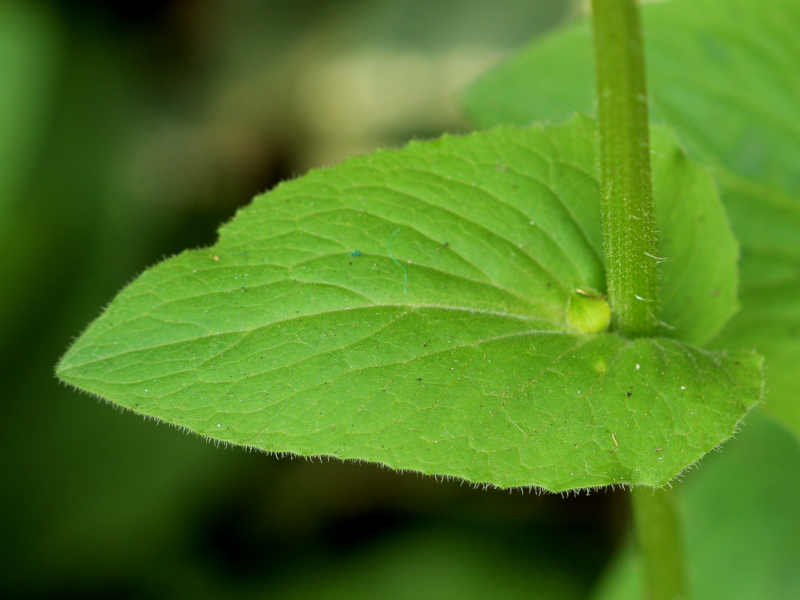 Doronicum x excelsum (N. E. Br.) Stace, 1991 #70231