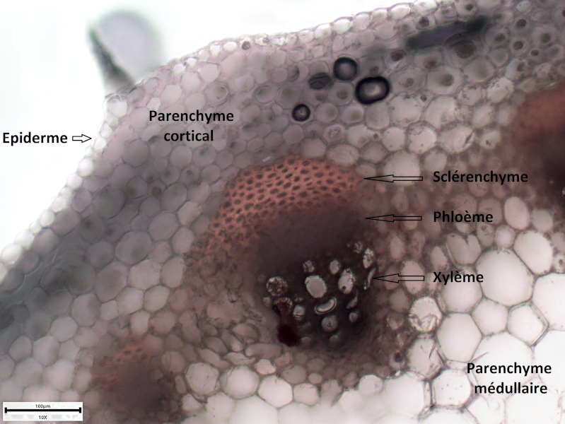 Doronicum x excelsum (N. E. Br.) Stace, 1991 #70235