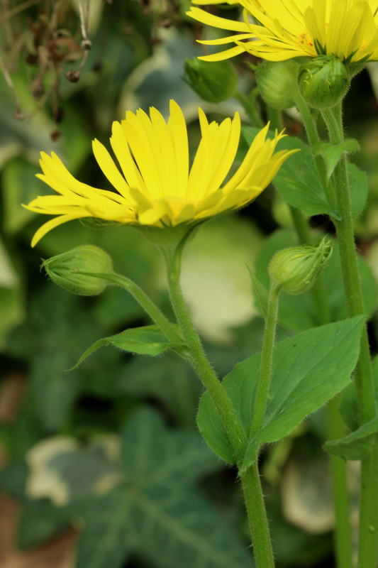 Doronicum x excelsum (N. E. Br.) Stace, 1991 #70226