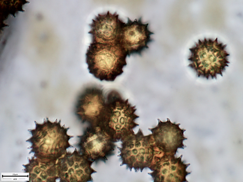 Doronicum x excelsum (N.E.Br.) Stace, 1991 - pollen #70247
