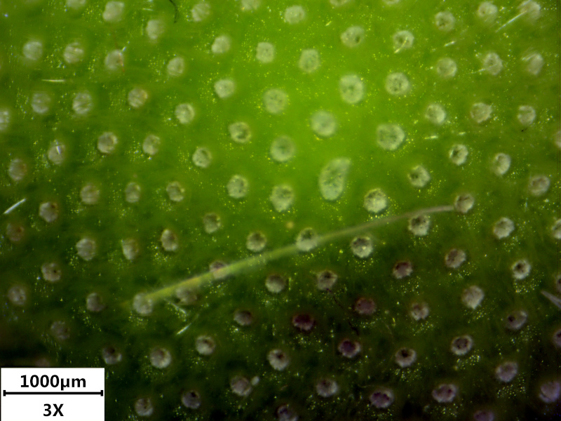 Doronicum x excelsum (N.E.Br.) Stace, 1991 #70746