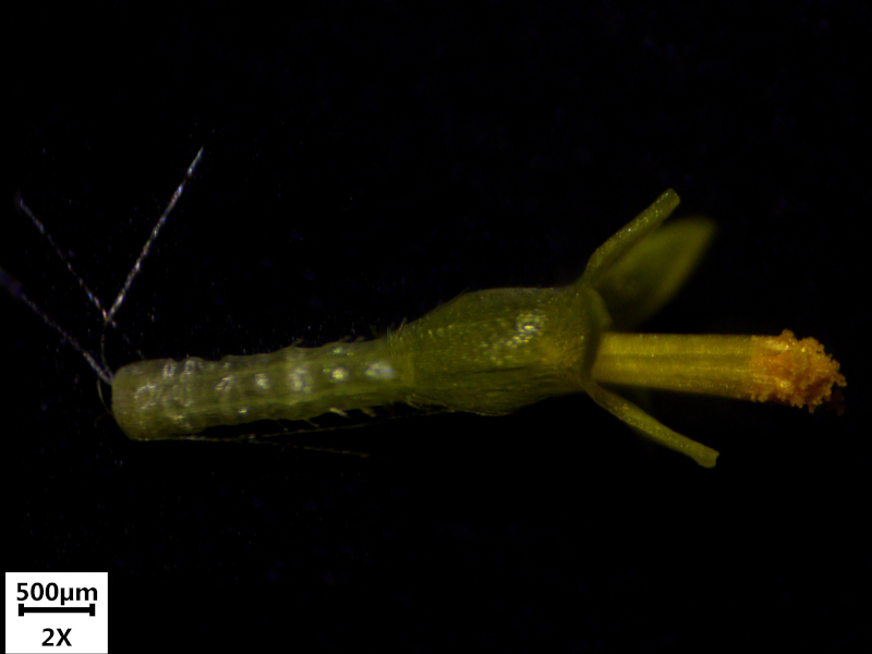 Doronicum x excelsum (N. E. Br.) Stace, 1991 #70243