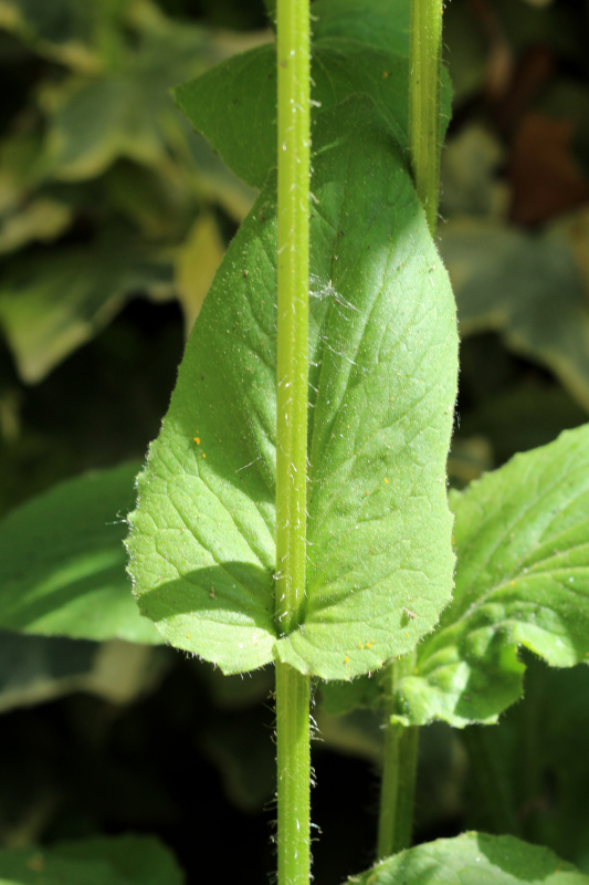 Doronicum x excelsum (N. E. Br.) Stace, 1991 #70232