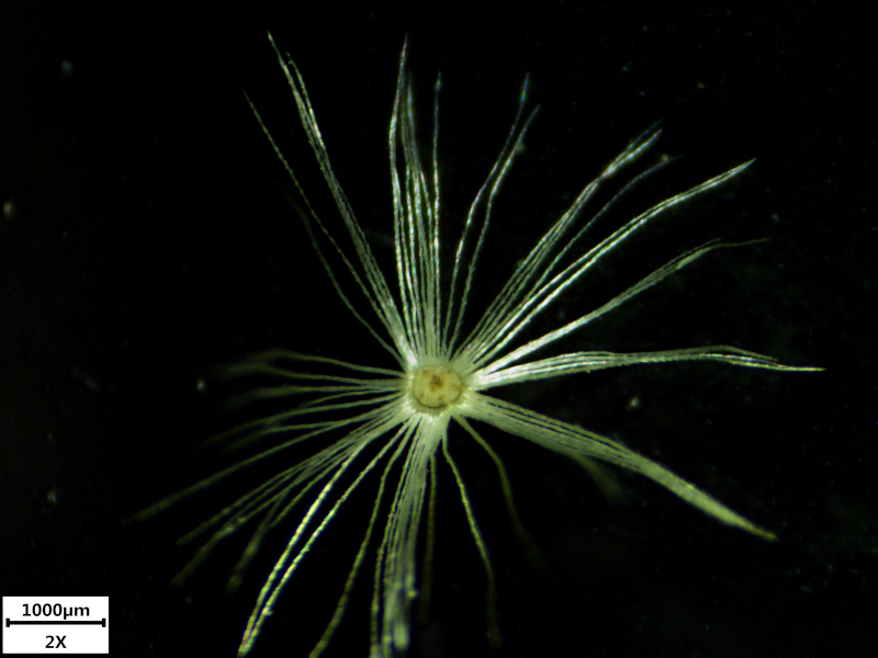 Doronicum x excelsum (N.E.Br.) Stace, 1991 #70748