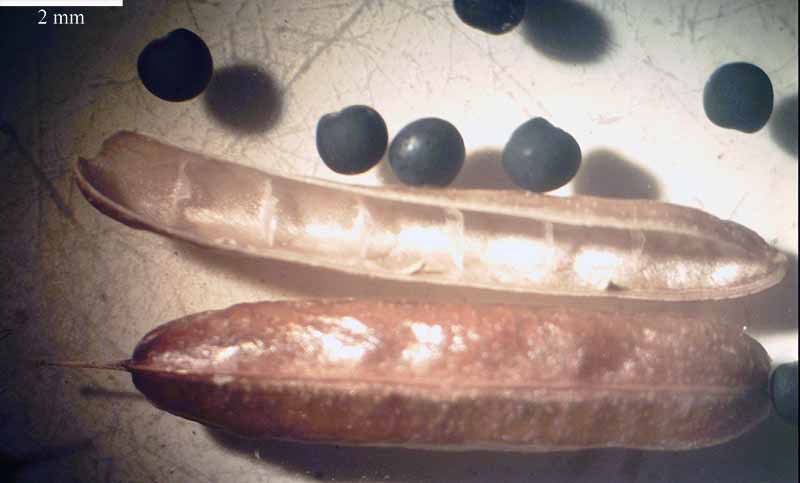 Dorycnium rectum (Linné) Ser., 1825 #46309