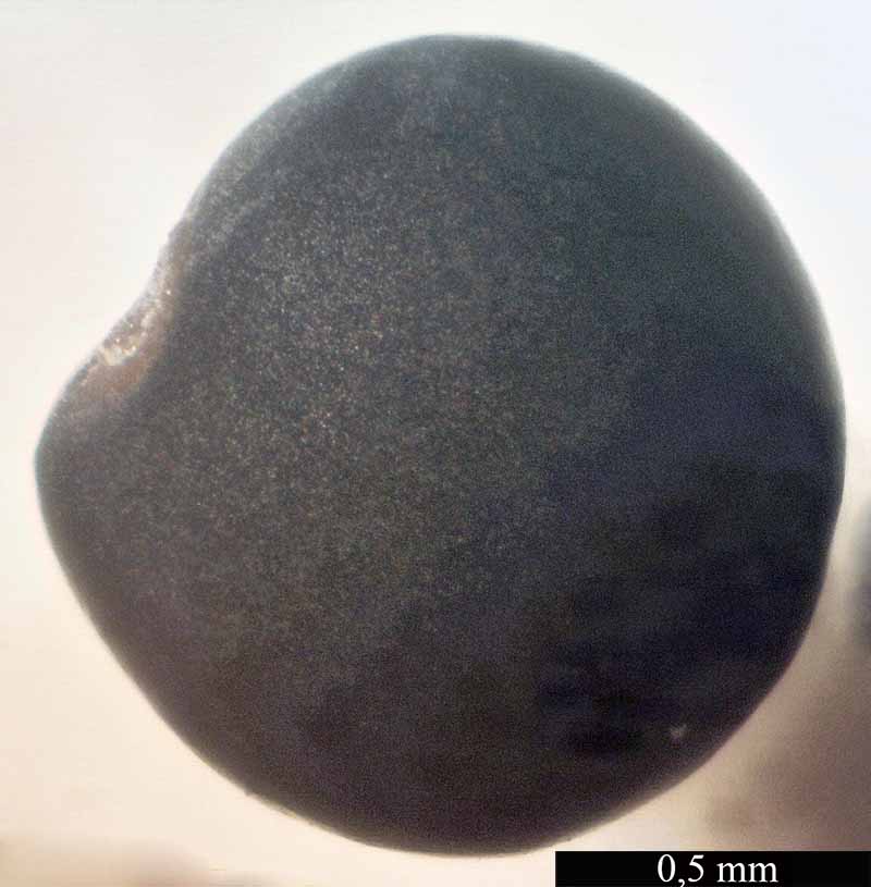 Dorycnium rectum (Linné) Ser., 1825 #46311