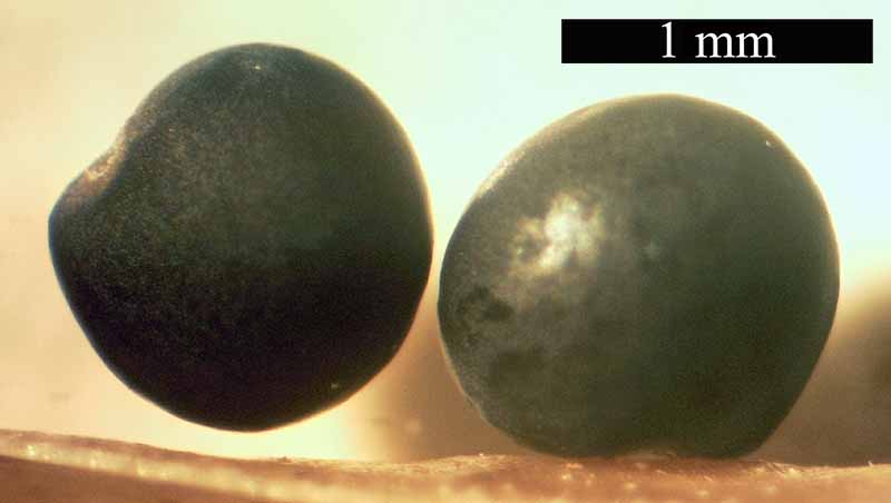 Dorycnium rectum (Linné) Ser., 1825 #46310