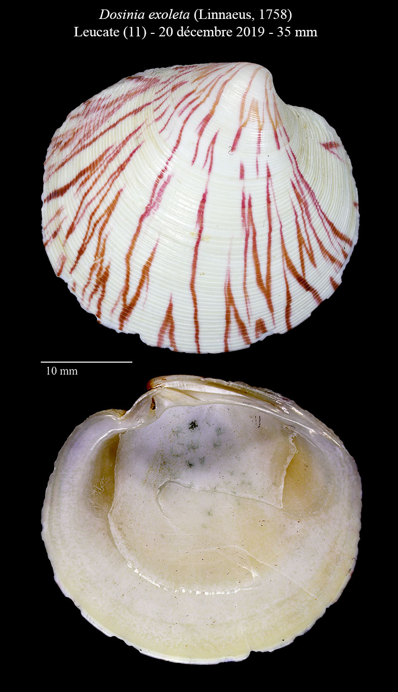 Dosinia exoleta #61792