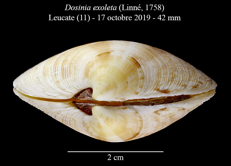 Dosinia exoleta #61791
