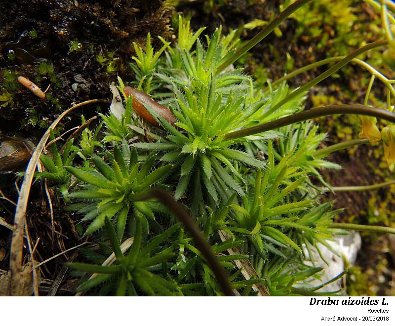 Draba aizoides L. #57115