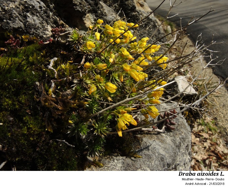 Draba aizoides L. #57113