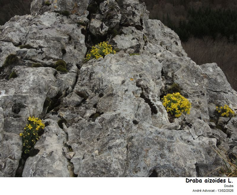 Draba aizoides L. #85095