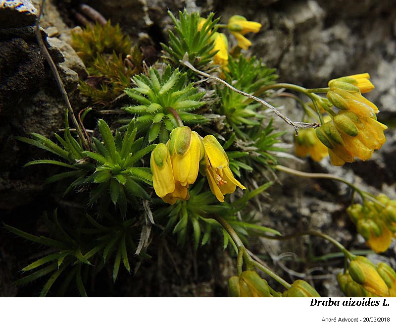 Draba aizoides L. #57114