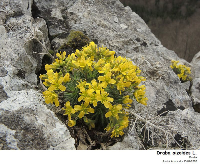 Draba aizoides L. #85096