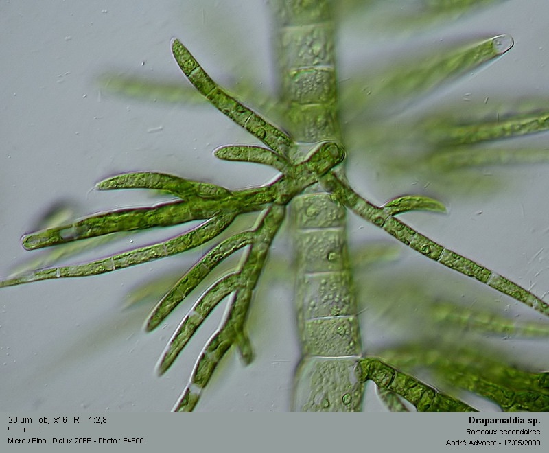Draparnaldia sp. #10607