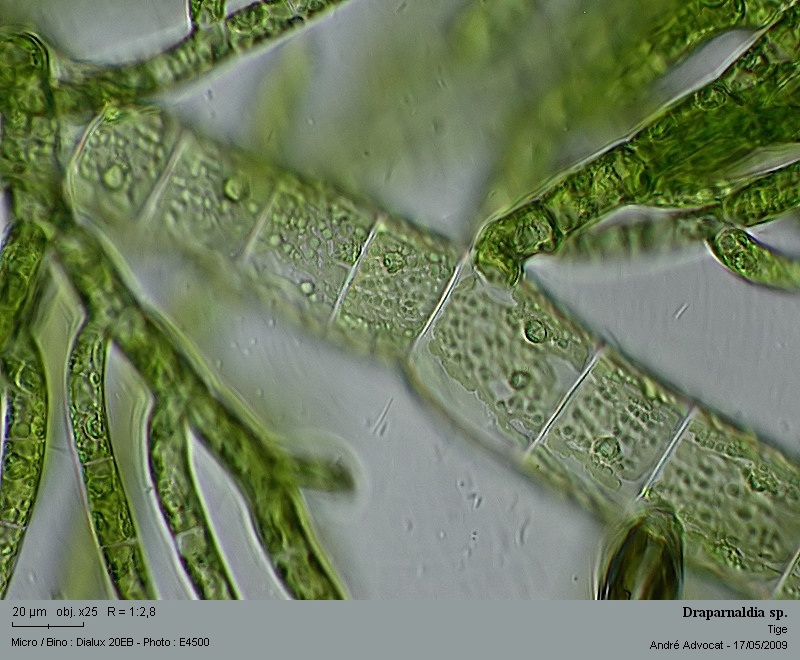 Draparnaldia sp. #10605
