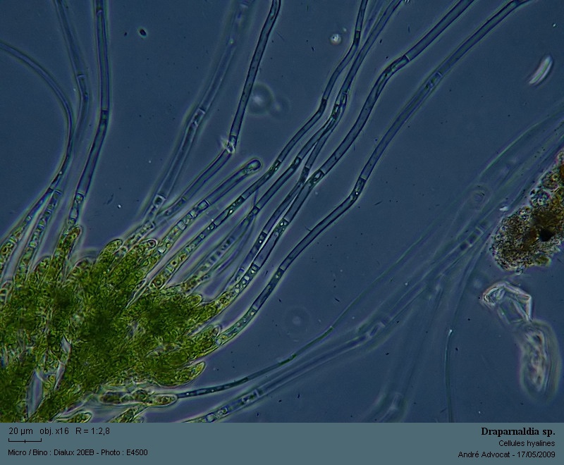 Draparnaldia sp. #10609