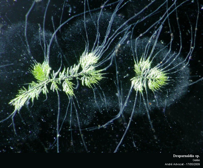 Draparnaldia sp. #10611