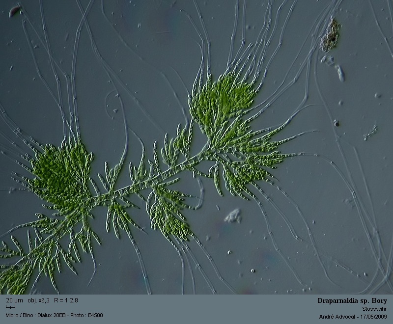 Draparnaldia sp. #10608