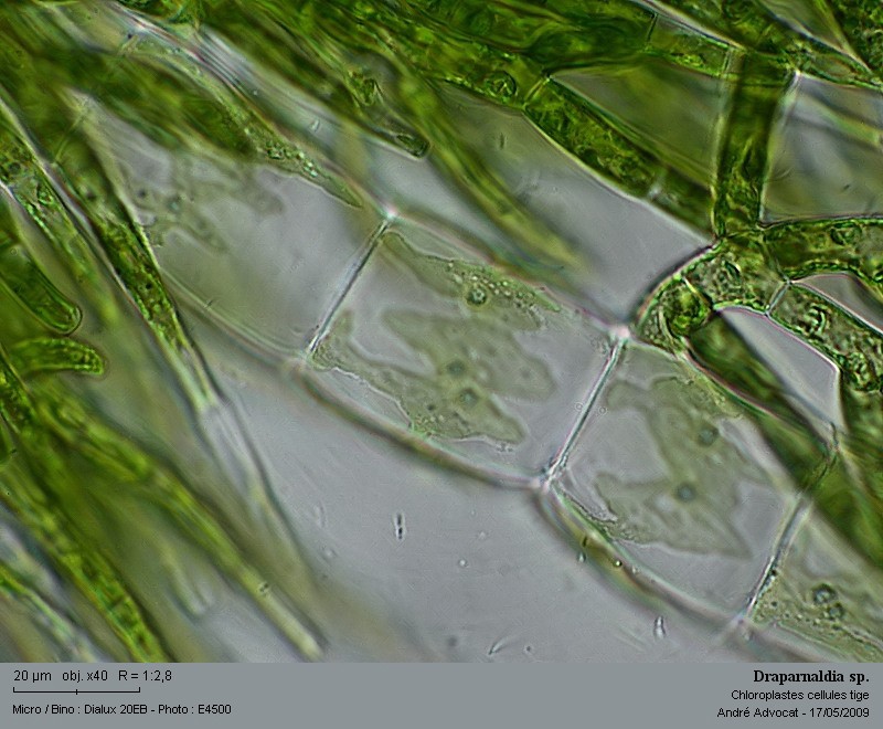 Draparnaldia sp. #10606