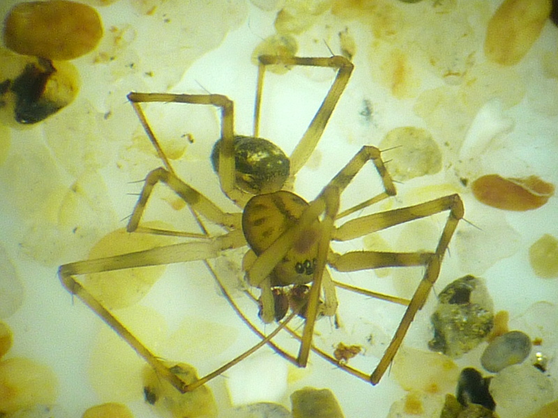 Drapetisca socialis - Linyphiidae #13197