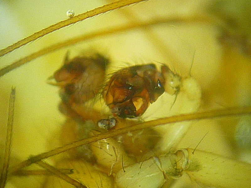 Drapetisca socialis - Linyphiidae #13198