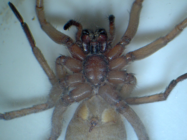 Drassodes cupreus ou lapidosus - Gnaphosidae #4392