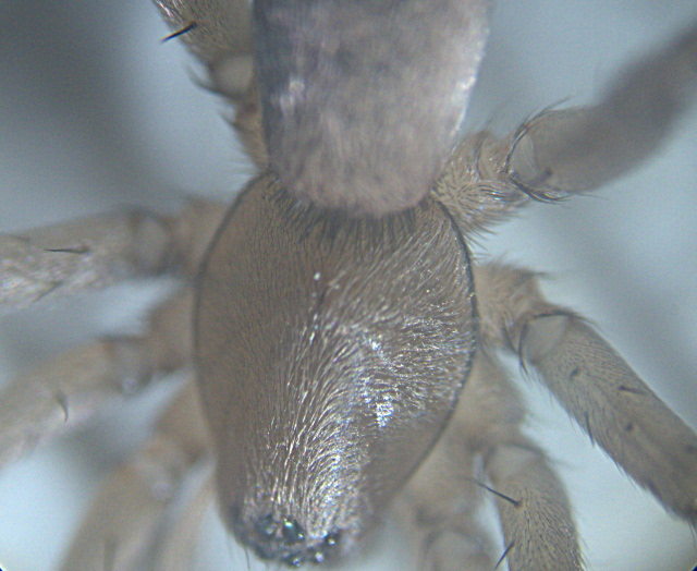 Drassodes sp. - Gnaphosidae #2443