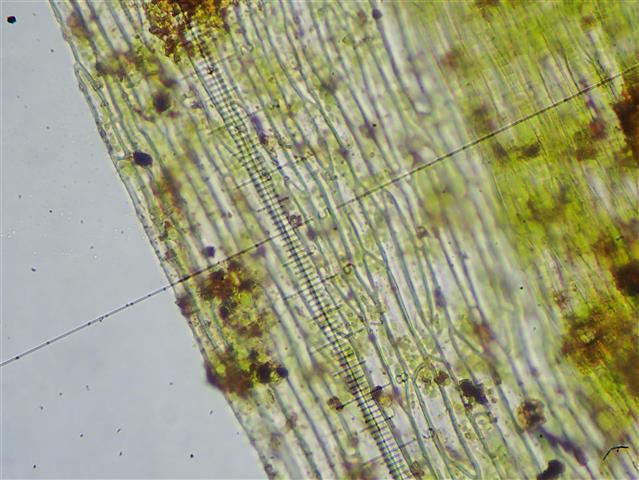Drepanocladus aduncus (Hedw.) Warnst. #61879
